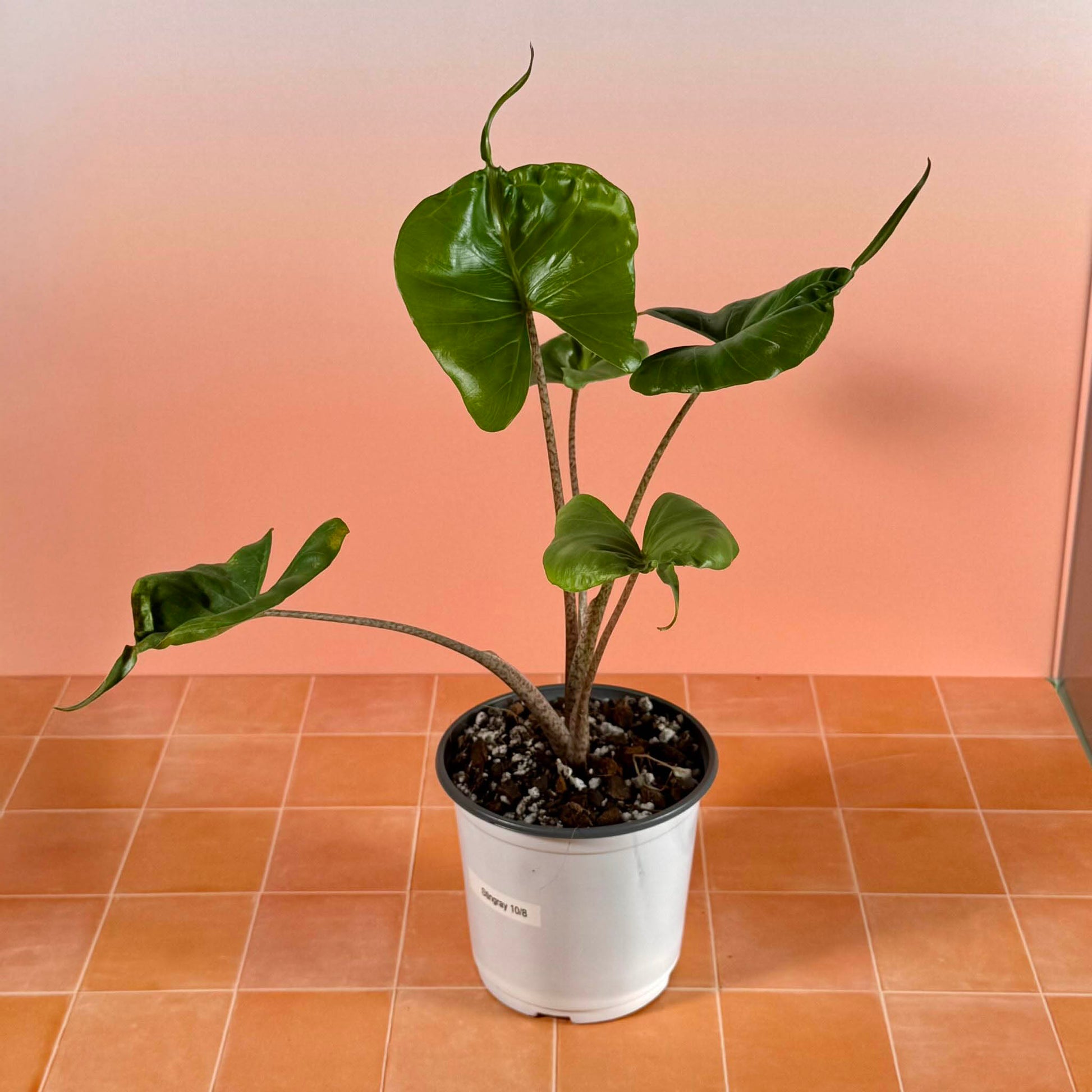 Alocasia ‘Stingray’ in a 5-inch pot with glossy green leaves shaped like stingrays, each ending in a long tail-like tip.