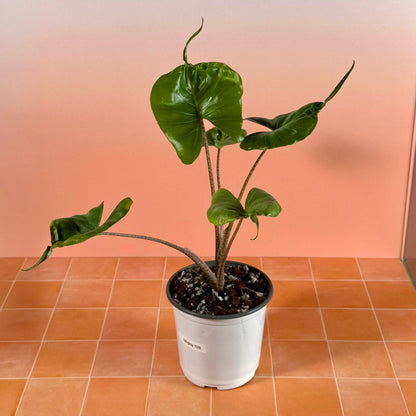 Alocasia ‘Stingray’ in a 5-inch pot with glossy green leaves shaped like stingrays, each ending in a long tail-like tip.