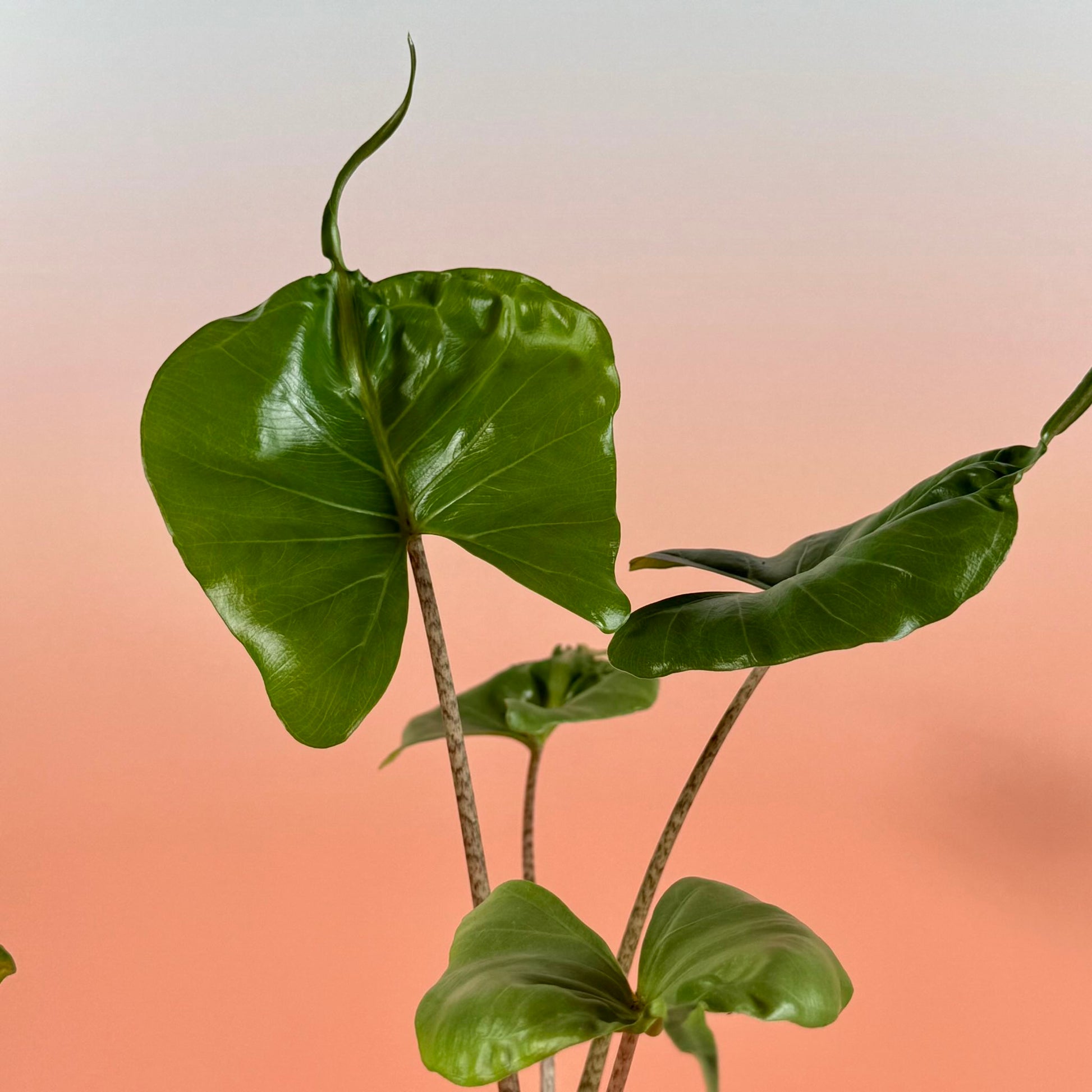 Alocasia ‘Stingray’ in a 5-inch pot with glossy green leaves shaped like stingrays, each ending in a long tail-like tip.