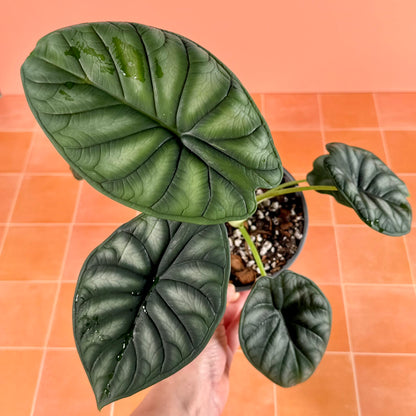 Close-up of Alocasia baginda ‘Dragon Scale’ leaf showing textured surface and scale-like veining pattern.