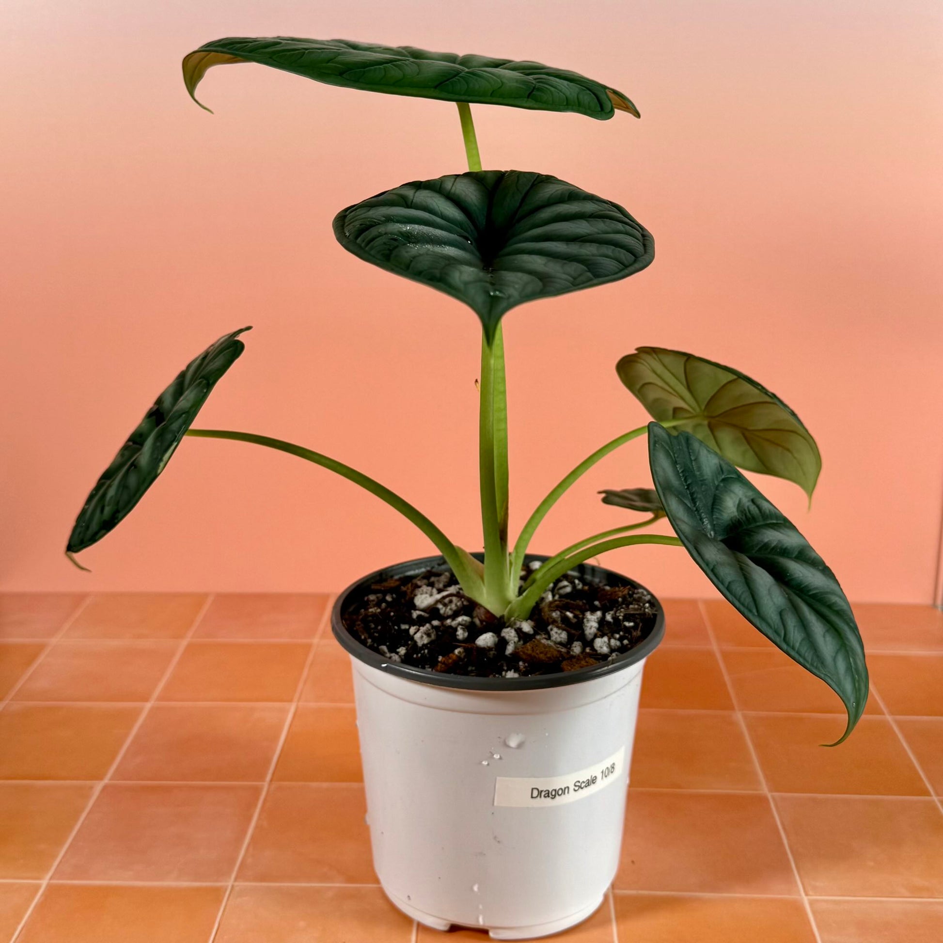 Alocasia baginda ‘Dragon Scale’ showing textured surface and scale-like veining pattern.