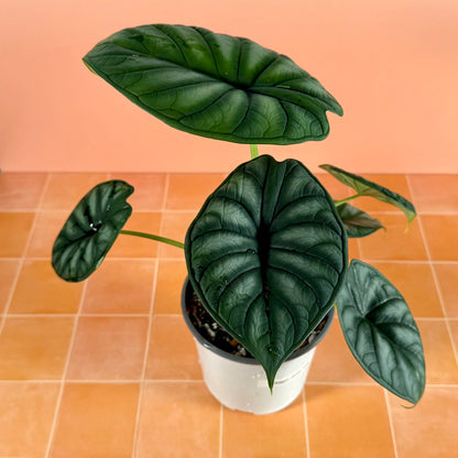 Alocasia baginda ‘Dragon Scale’ showing textured surface and scale-like veining pattern.