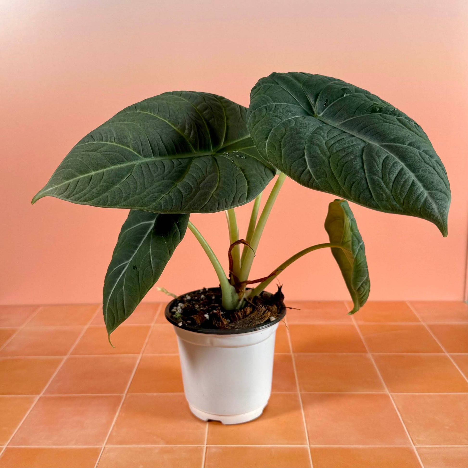 Alocasia ‘Maharani’ (Gray Dragon) in a 4-inch pot with gray-green textured leaves and sculpted surface.
