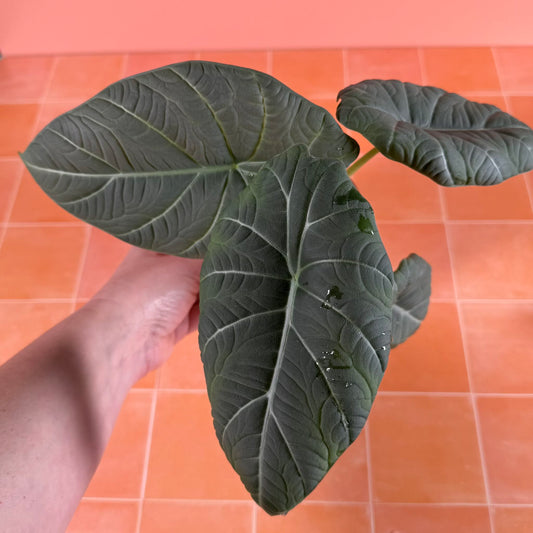 Alocasia ‘Maharani’ (Gray Dragon) in a 4-inch pot with gray-green textured leaves and sculpted surface.