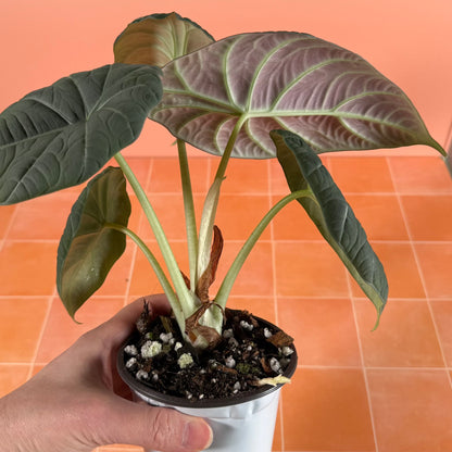 Alocasia ‘Maharani’ (Gray Dragon) in a 4-inch pot with gray-green textured leaves and sculpted surface.