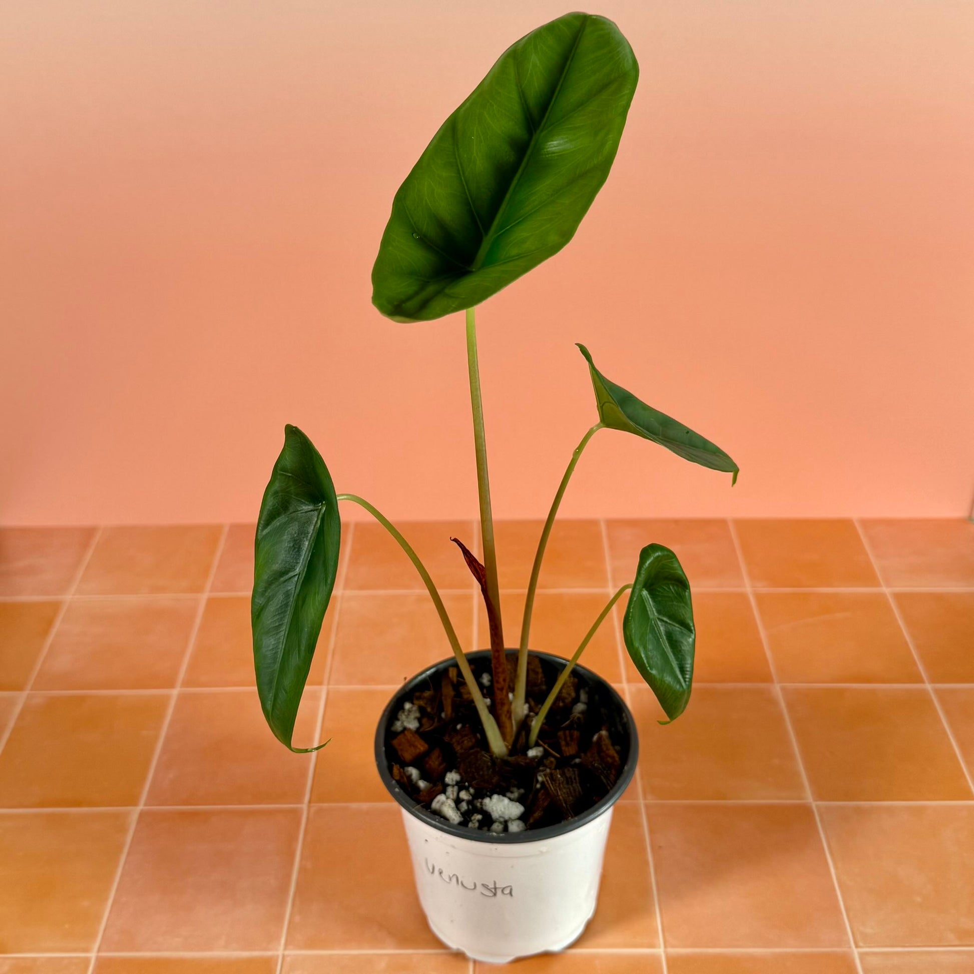 Alocasia venusta in a 4-inch pot with narrow, deep green leaves and smooth, satin-like surface.