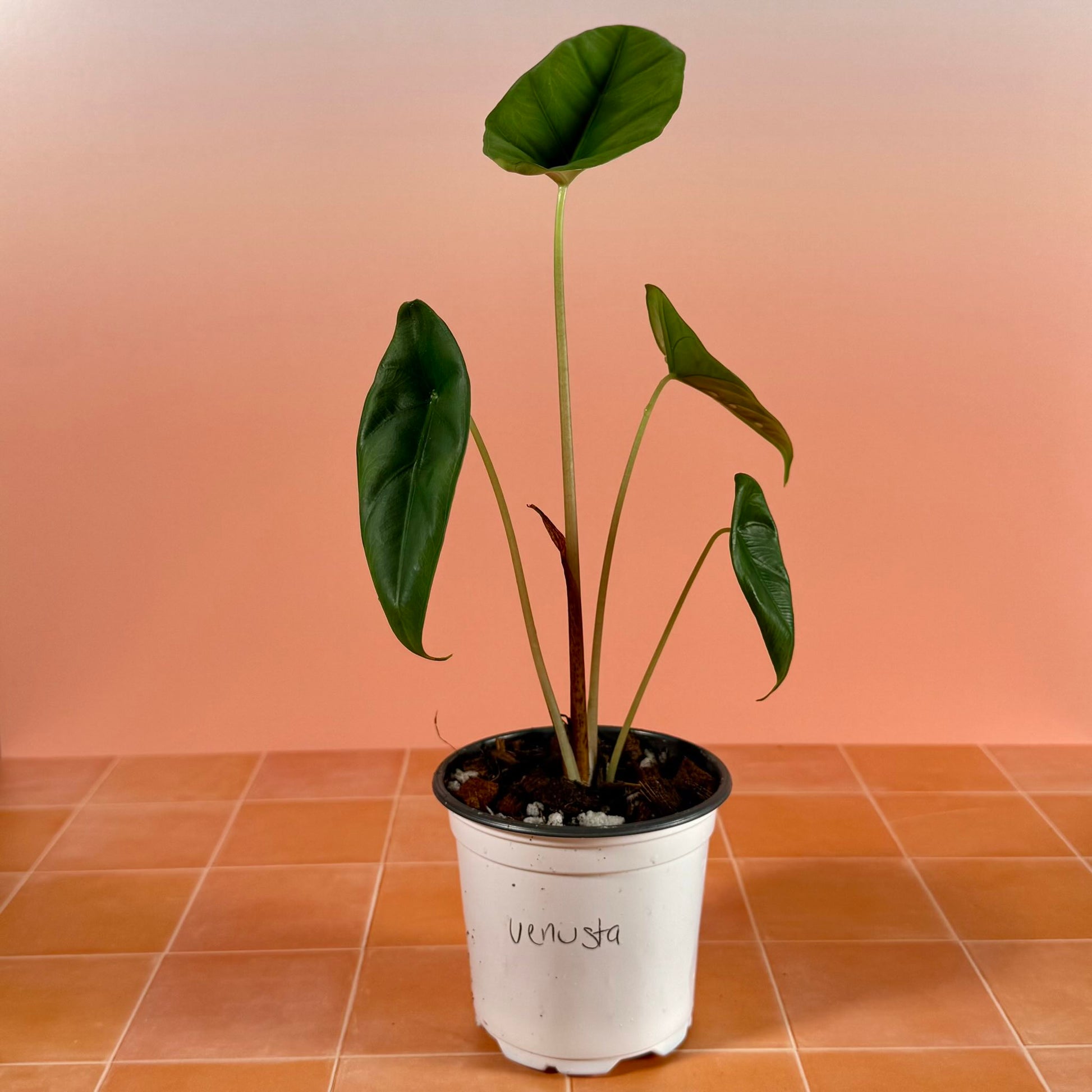 Alocasia venusta in a 4-inch pot with narrow, deep green leaves and smooth, satin-like surface.