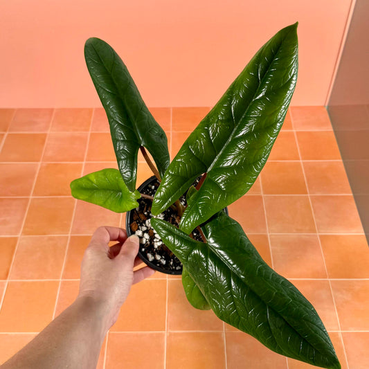 Alocasia scalprum with narrow, deep green leaves and subtle metallic sheen, grown in a 5-inch nursery pot.