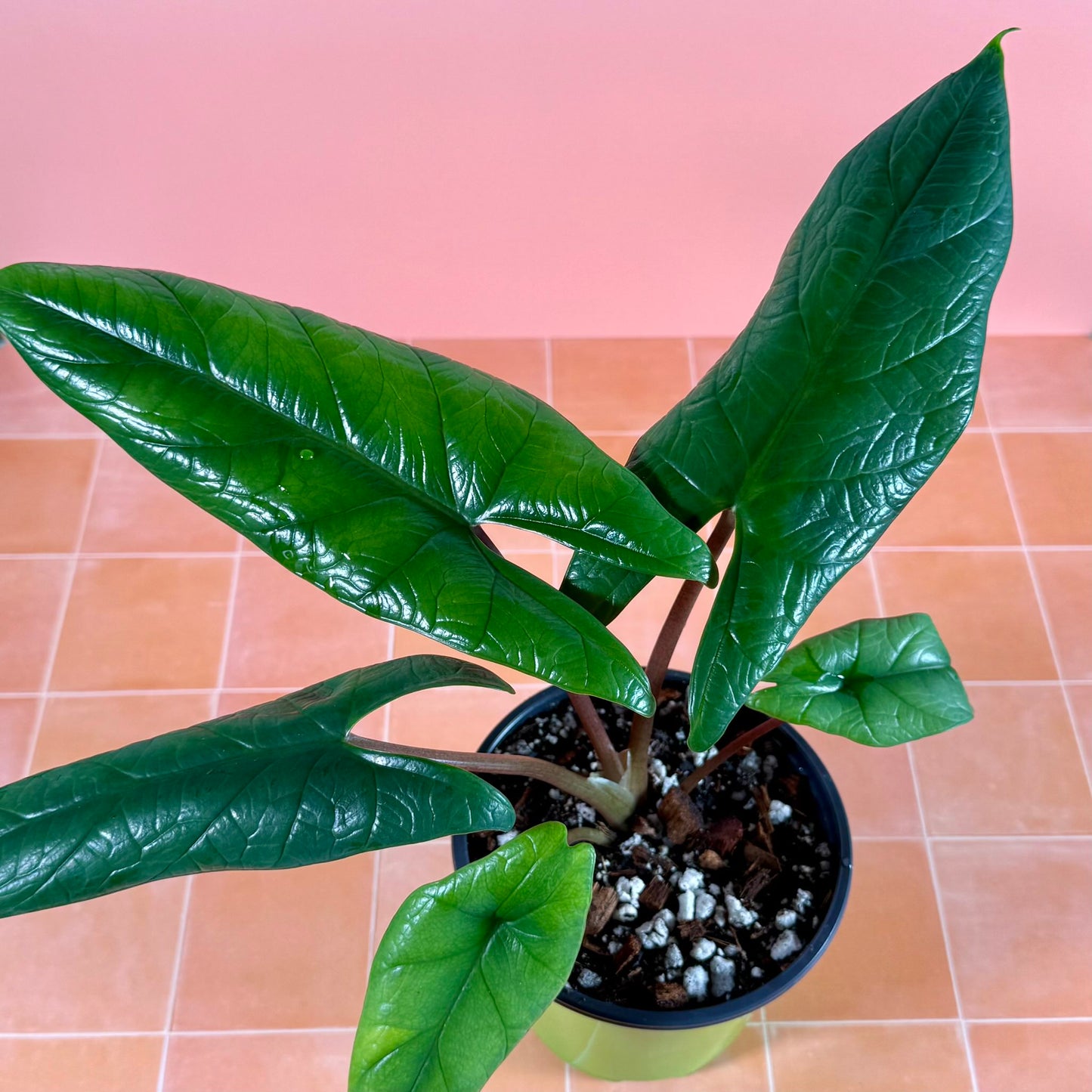 Alocasia scalprum with narrow, deep green leaves and subtle metallic sheen, grown in a 5-inch nursery pot.