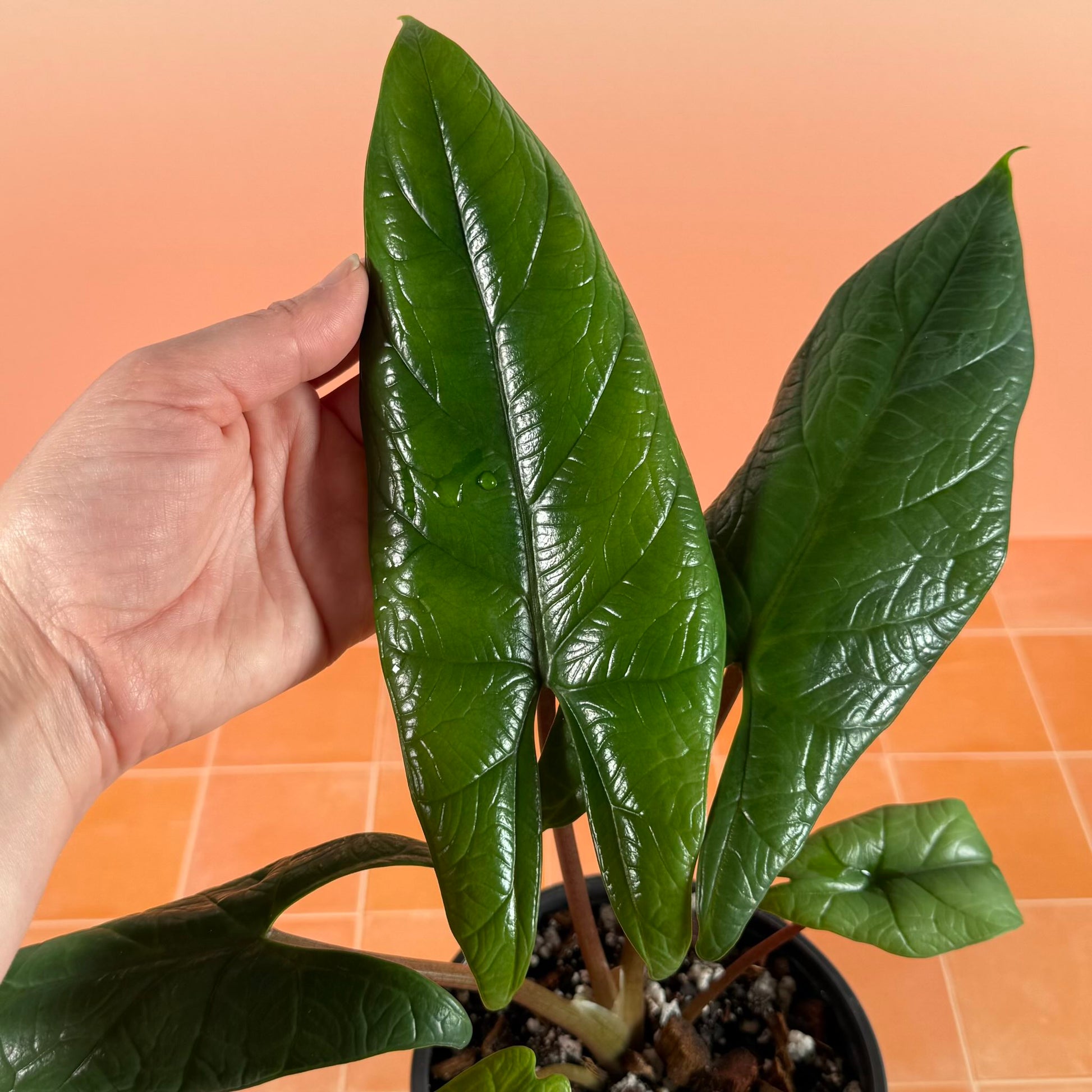 Close-up of Alocasia scalprum foliage showing glossy green, blade-like leaves.