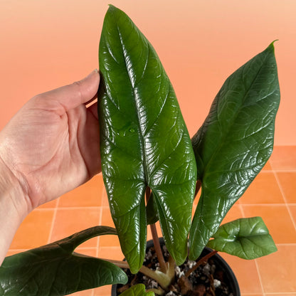 Close-up of Alocasia scalprum foliage showing glossy green, blade-like leaves.