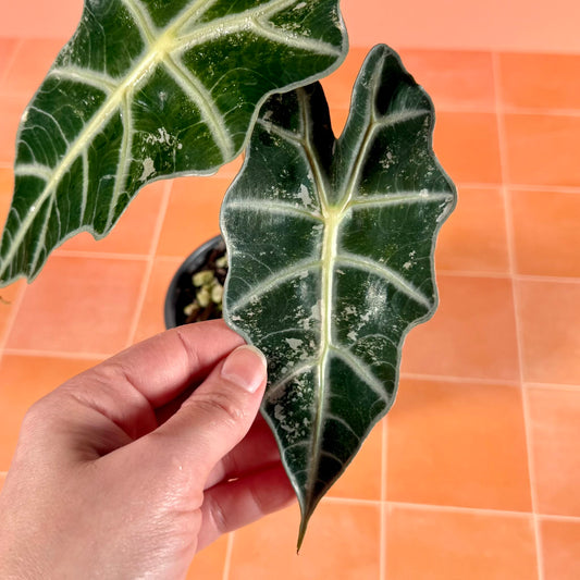 Alocasia ‘Polly’ Pink Variegated – Low Color in a 4-inch pot with subtle pink and green marbled leaves.