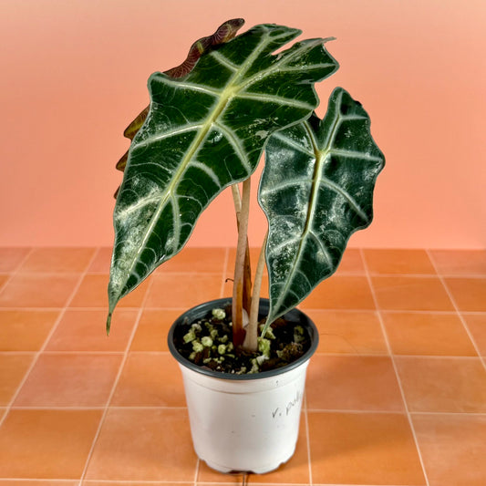Alocasia ‘Polly’ Pink Variegated – Low Color in a 4-inch pot with subtle pink and green marbled leaves.