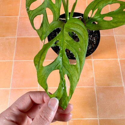 Close-up of Monstera adansonii leaf showing solid green color and natural fenestrations.