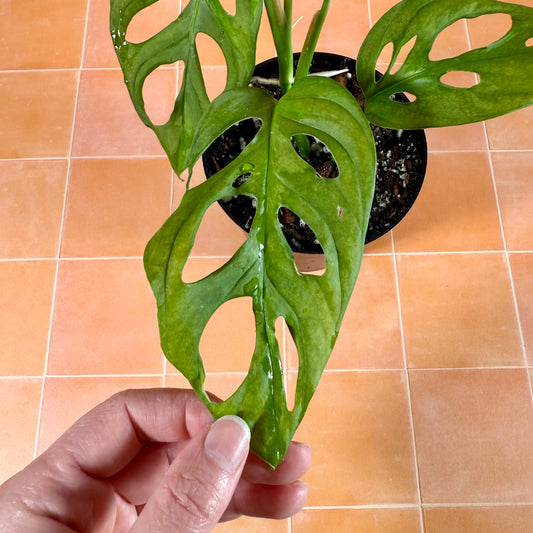Close-up of Monstera adansonii leaf showing solid green color and natural fenestrations.