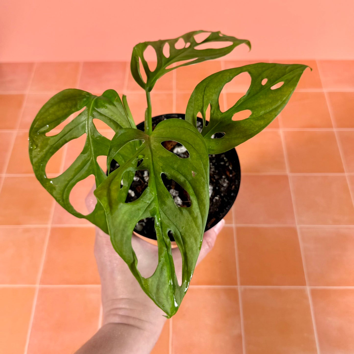 Close-up of Monstera adansonii leaf showing solid green color and natural fenestrations.