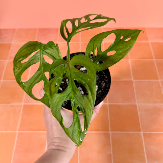Close-up of Monstera adansonii leaf showing solid green color and natural fenestrations.