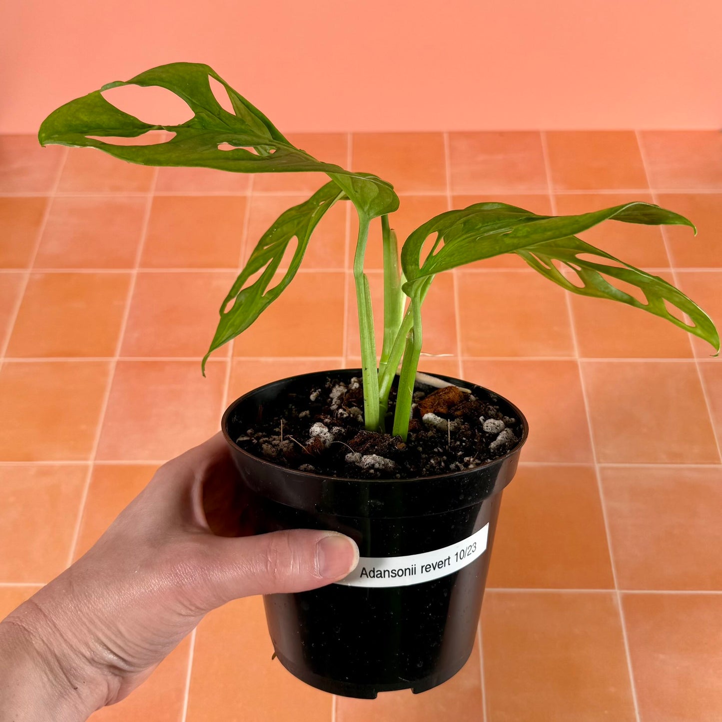 Close-up of Monstera adansonii leaf showing solid green color and natural fenestrations.