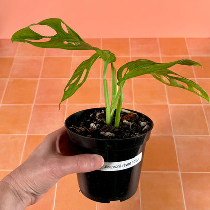 Close-up of Monstera adansonii leaf showing solid green color and natural fenestrations.