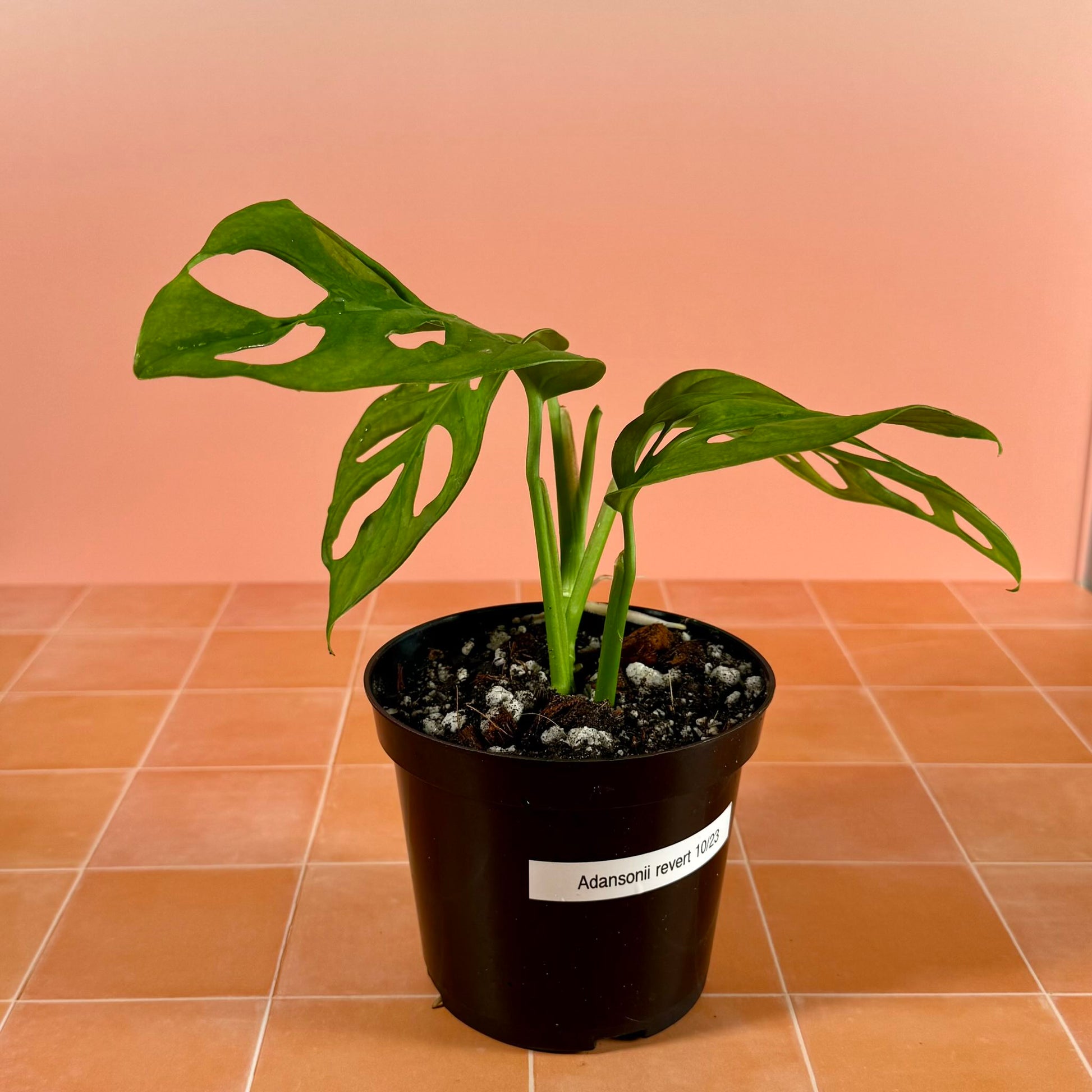 Close-up of Monstera adansonii leaf showing solid green color and natural fenestrations.