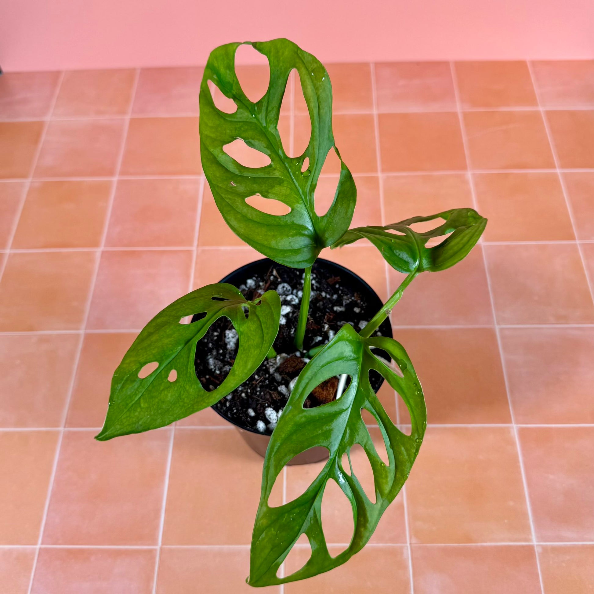 Close-up of Monstera adansonii leaf showing solid green color and natural fenestrations.