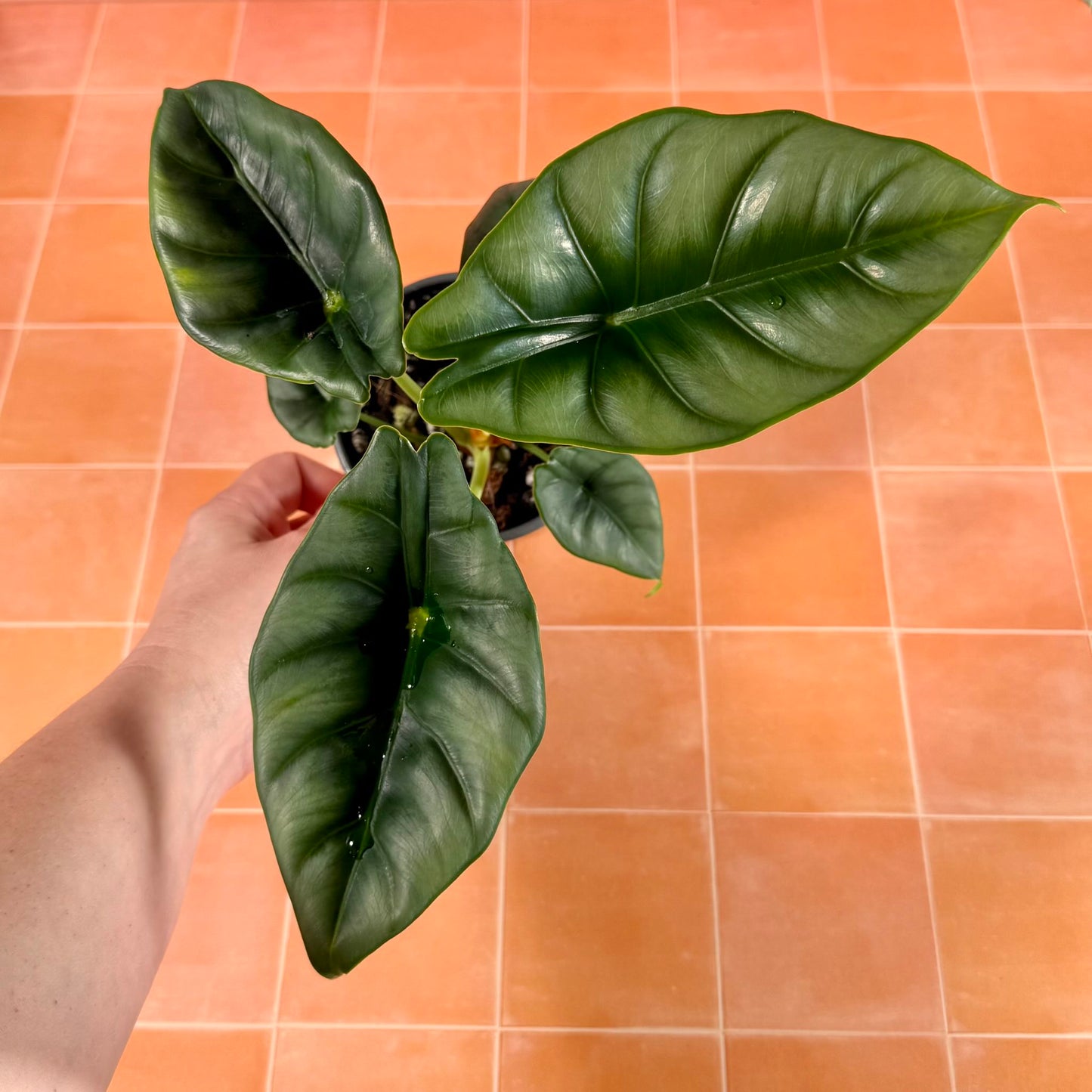 Alocasia reversa in a 4-inch pot with silvery-green leaves and dark central markings.