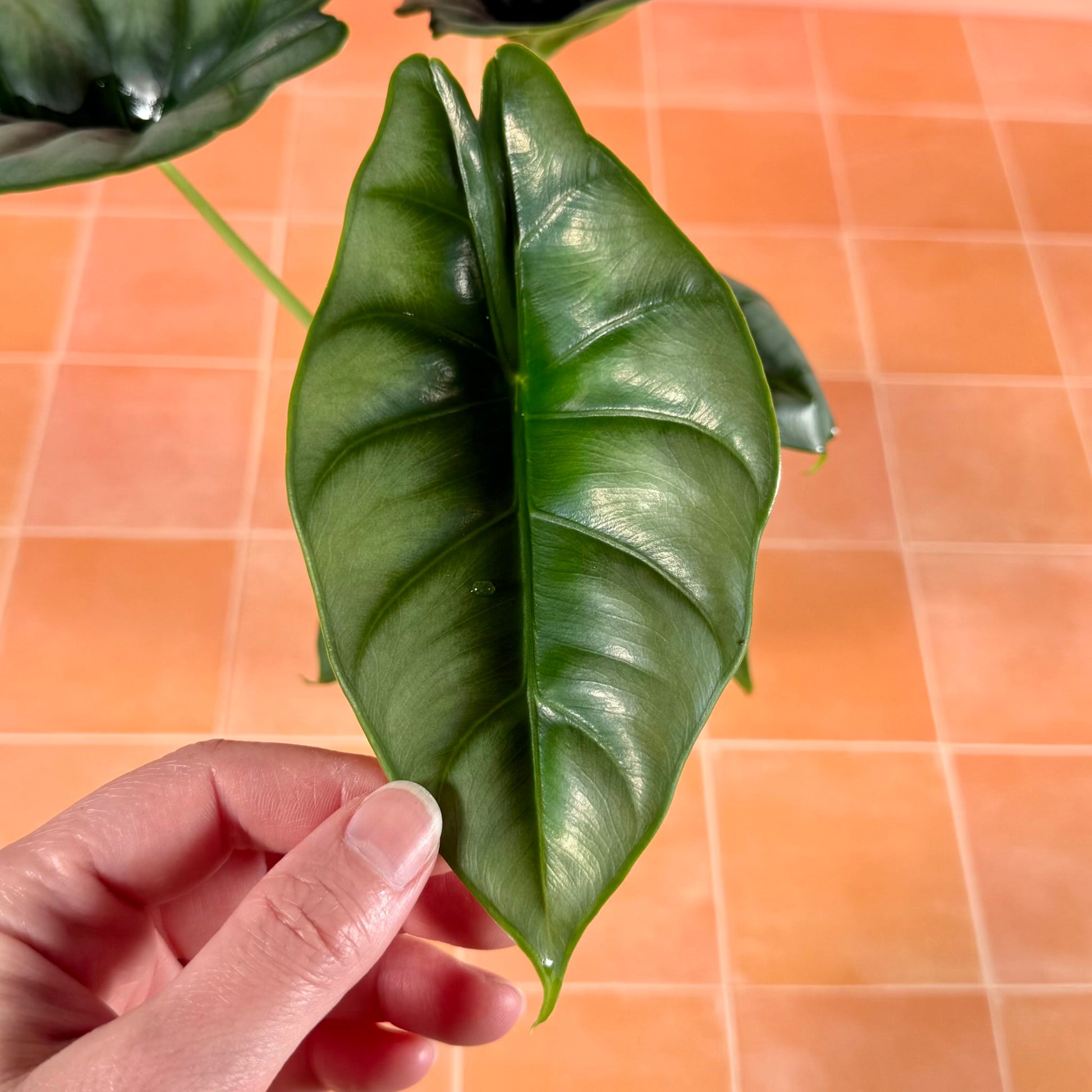 Alocasia reversa in a 4-inch pot with silvery-green leaves and dark central markings.