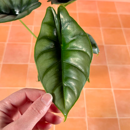Alocasia reversa in a 4-inch pot with silvery-green leaves and dark central markings.