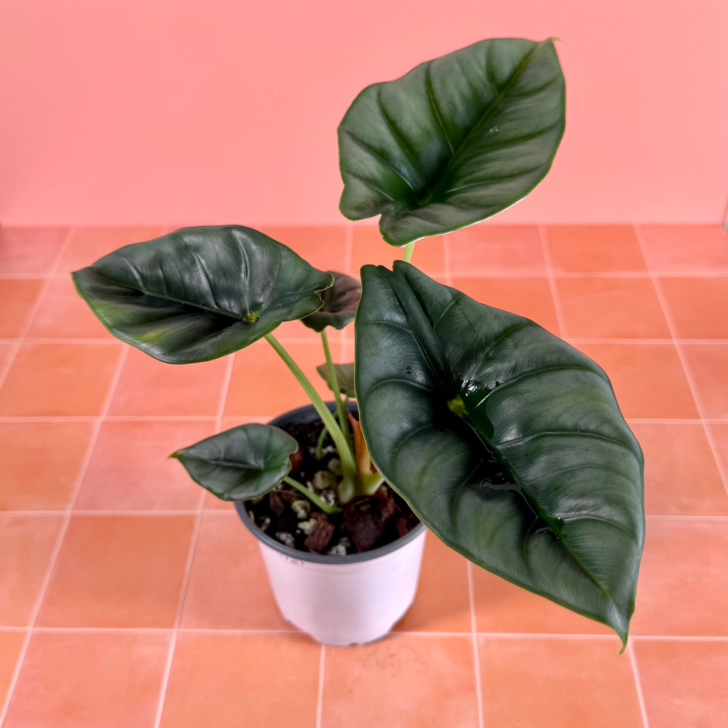 Alocasia reversa in a 4-inch pot with silvery-green leaves and dark central markings.