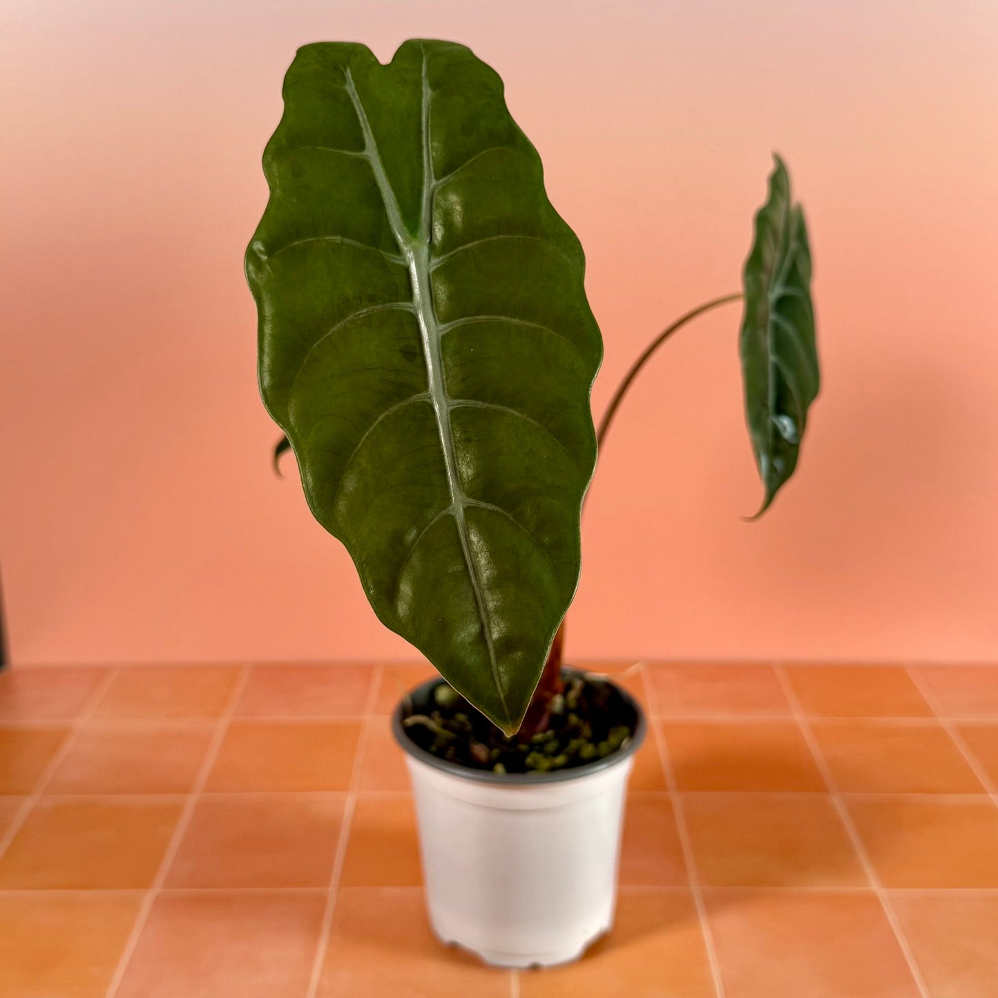 Alocasia chantrieri in a 4-inch pot with deep green metallic leaves.