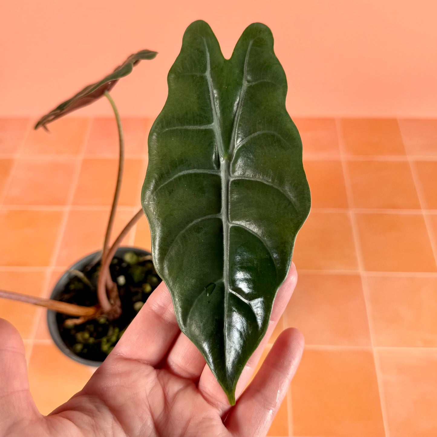 Detail of Alocasia chantrieri leaf highlighting dark green top surface and light veining.
