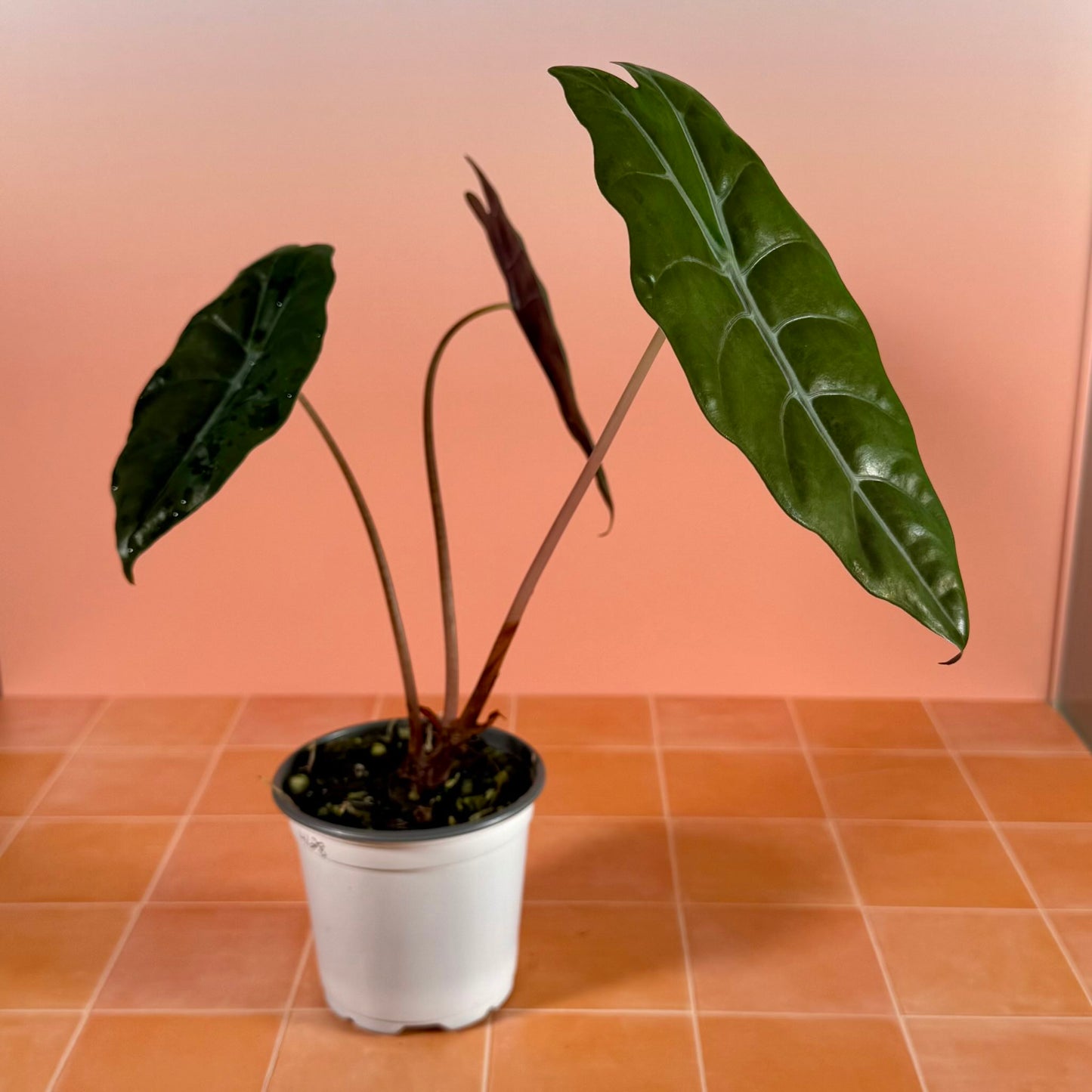 Alocasia chantrieri in a 4-inch pot with deep green metallic leaves.