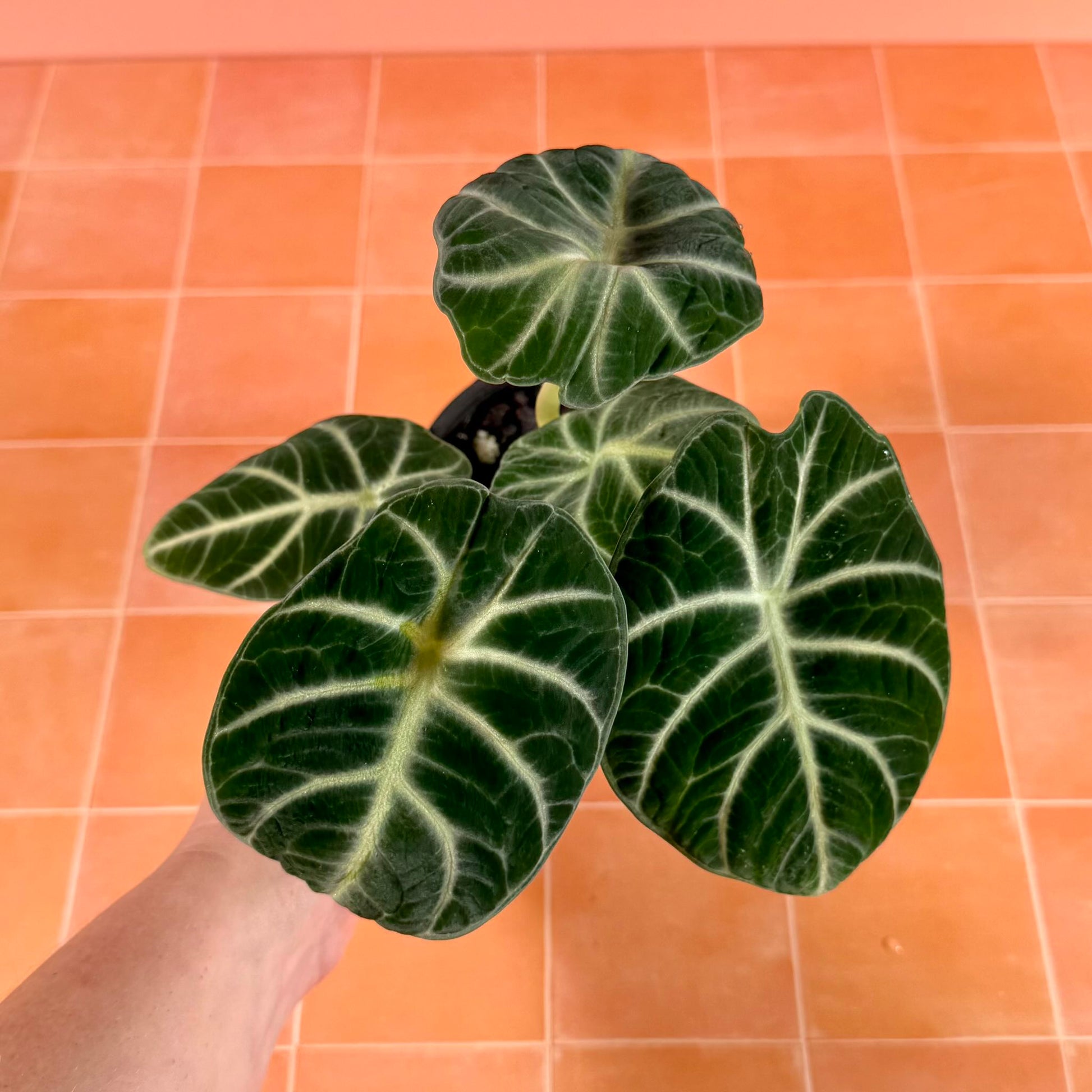 4-inch Alocasia ‘Ninja’ showing compact growth and rich green foliage with silver veining.