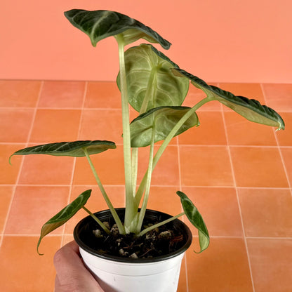 4-inch Alocasia ‘Ninja’ showing compact growth and rich green foliage with silver veining.