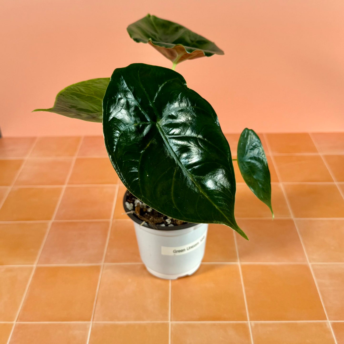 Alocasia ‘Green Unicorn’ in a 4-inch pot with glossy, metallic green leaves and upright growth.