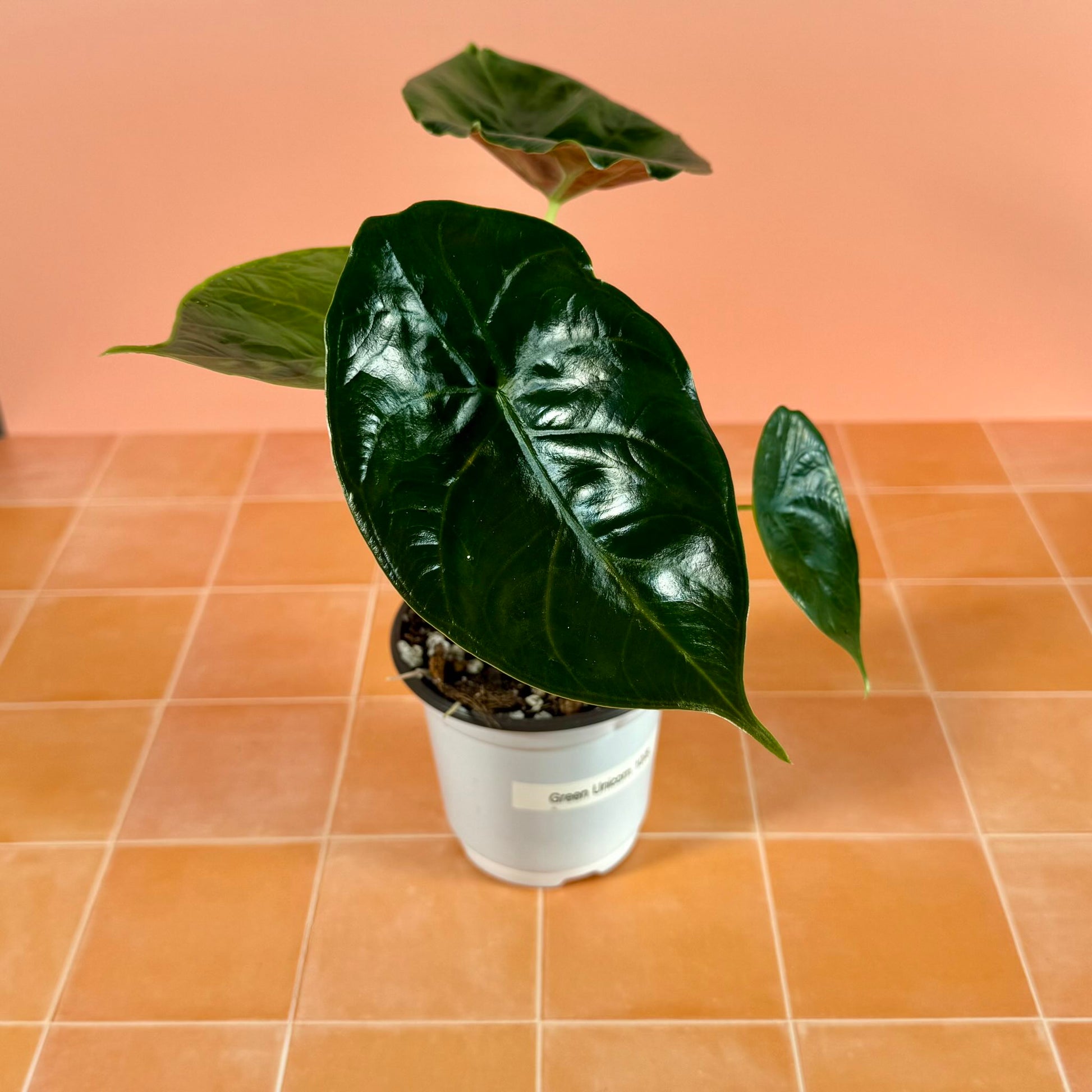 Alocasia ‘Green Unicorn’ in a 4-inch pot with glossy, metallic green leaves and upright growth.