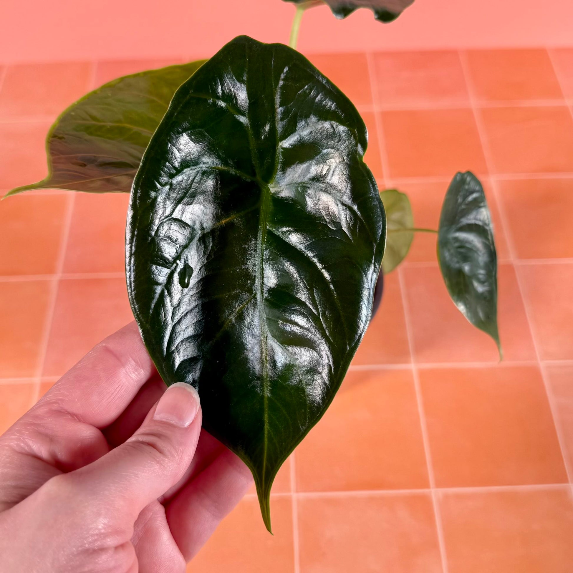 Alocasia ‘Green Unicorn’ in a 4-inch pot with glossy, metallic green leaves and upright growth.
