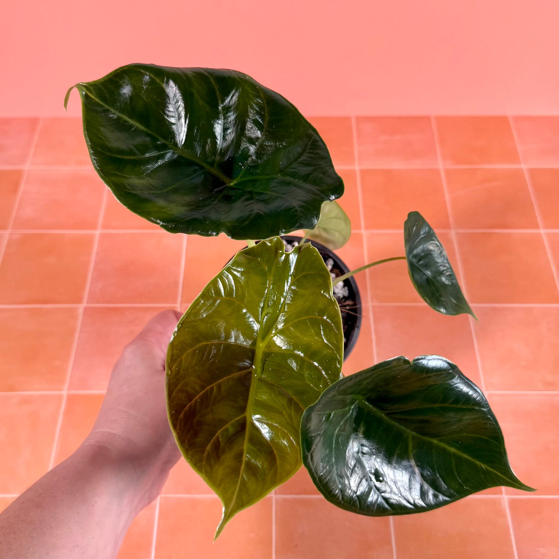 Alocasia ‘Green Unicorn’ in a 4-inch pot with glossy, metallic green leaves and upright growth.