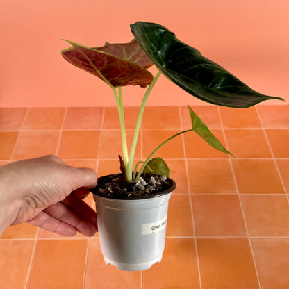 4" Alocasia ‘Green Unicorn’