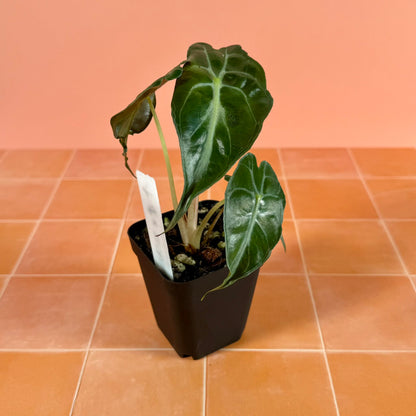 Alocasia ‘Venom’ in a 3-inch pot with rippled green leaves and veins, showing its unique mutant texture.