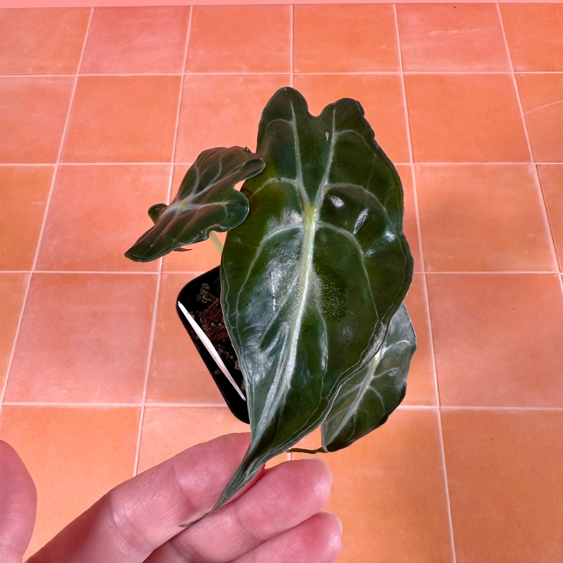 Close-up of Alocasia ‘Venom’ leaf showing deep ripples, sculpted veins, and glossy green surface.