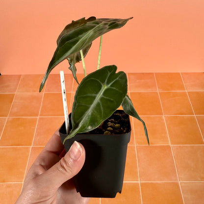 Side view of Alocasia ‘Venom’ highlighting its upright form and twisted, textured leaves.