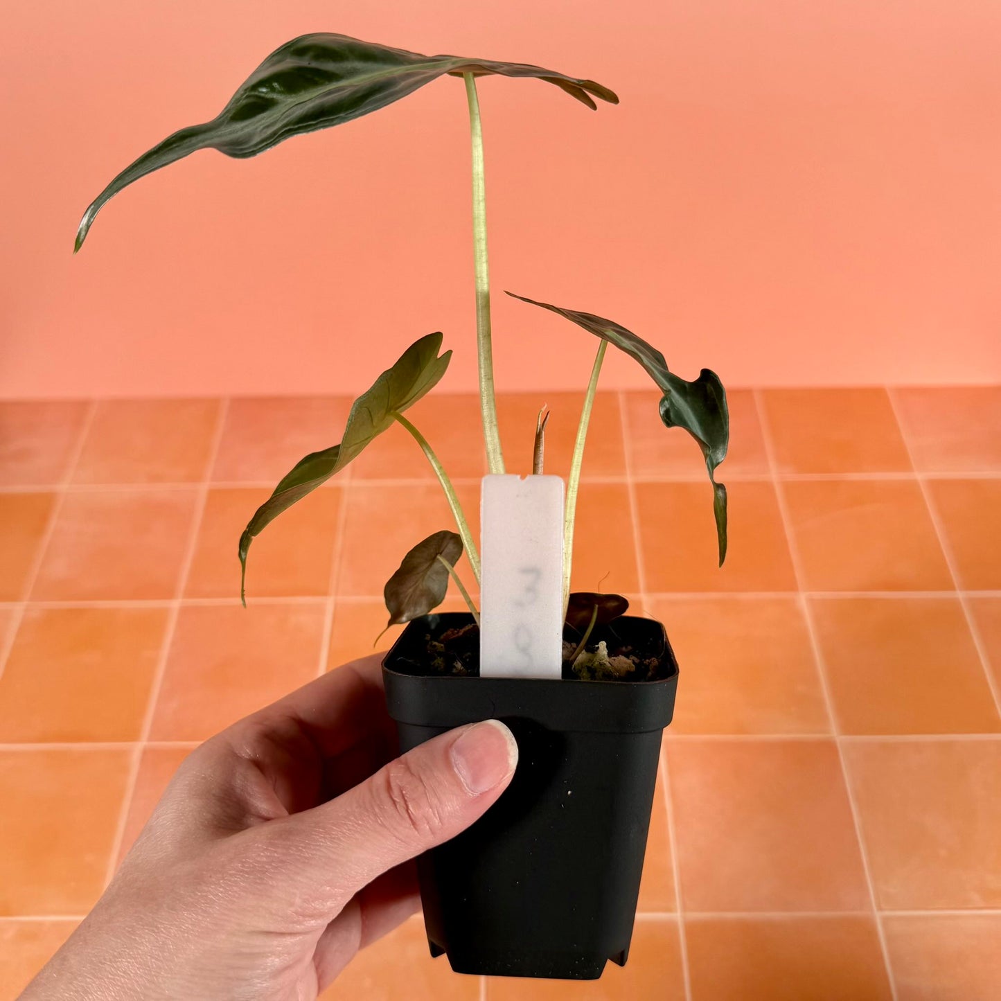 Side view of Alocasia ‘Venom’ highlighting its upright form and twisted, textured leaves.