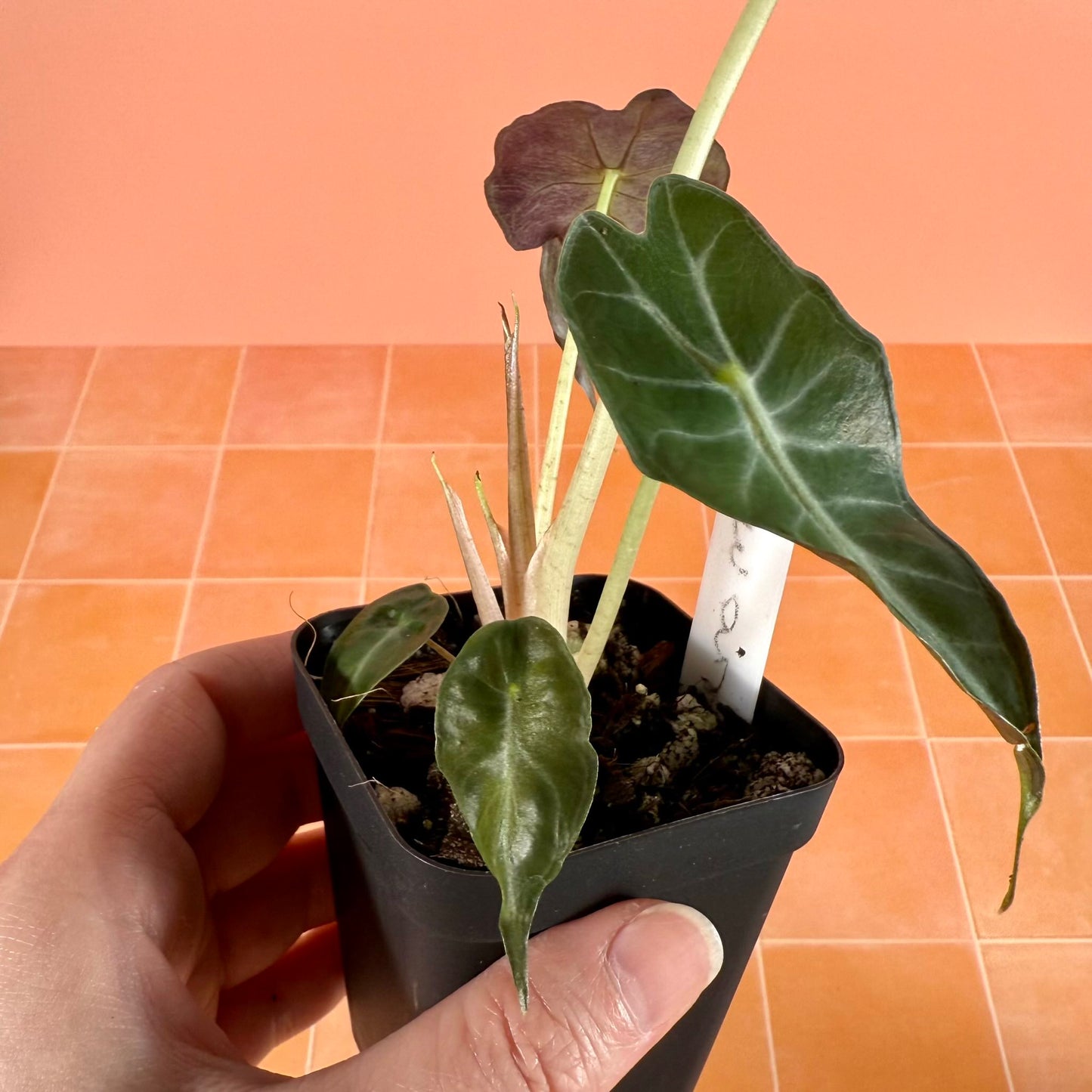 Young Alocasia ‘Venom’ grown from corm, displaying early rippled leaf development in a 3-inch nursery pot.