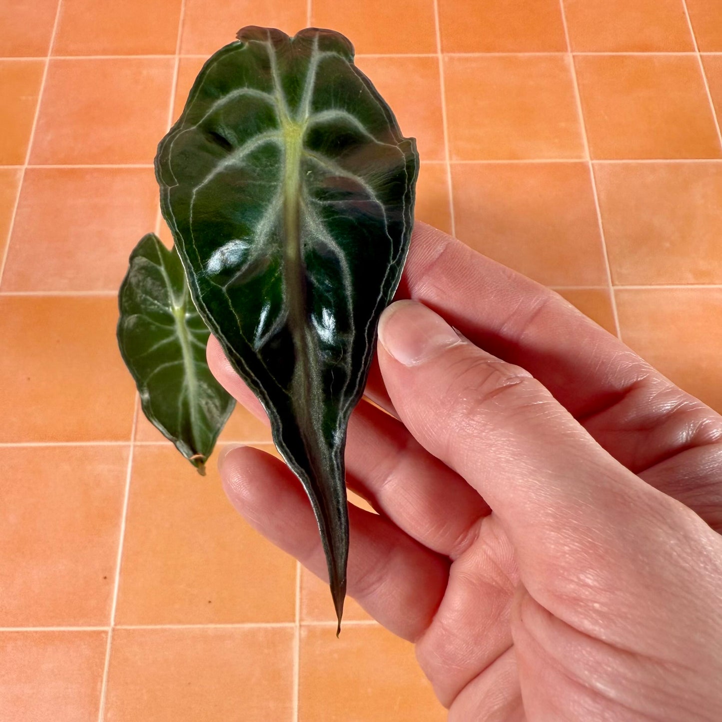 Close-up of Alocasia ‘Venom’ leaf showing deep ripples, sculpted veins, and glossy green surface.