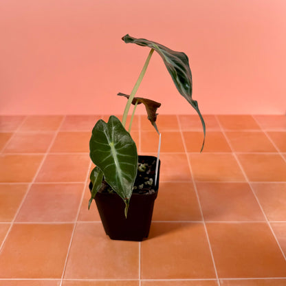 3" Alocasia ‘Venom’ B — Corm Grown
