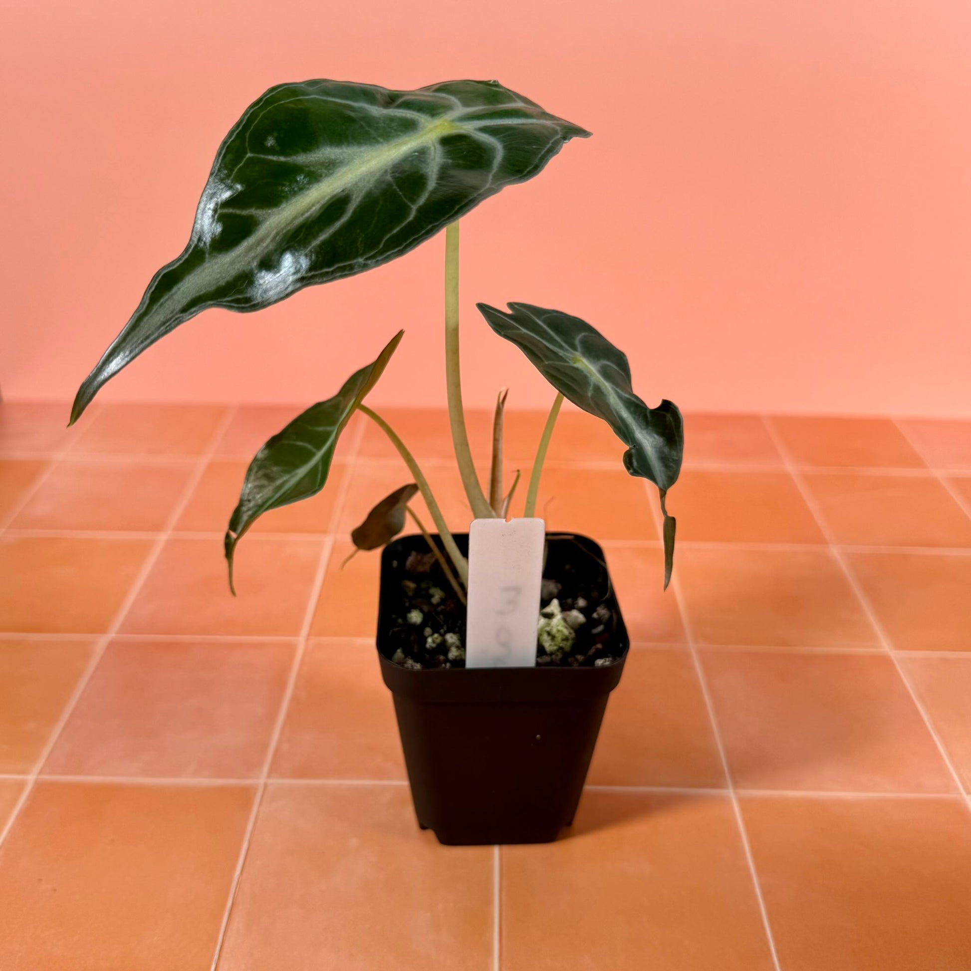 Alocasia ‘Venom’ in a 3-inch pot with rippled green leaves and veins, showing its unique mutant texture.