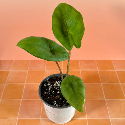 5-inch Alocasia ‘Blue Dragon’ showing upright growth and thick, textured foliage with soft bluish sheen.