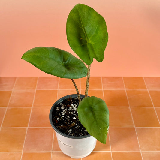 5-inch Alocasia ‘Blue Dragon’ showing upright growth and thick, textured foliage with soft bluish sheen.