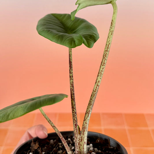 Close-up of Alocasia ‘Blue Dragon’ leaf showing blue-green color, sculpted texture, and speckled petiole.